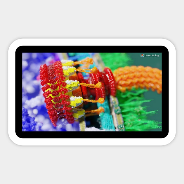 Flagellum Sticker by Smart Biology